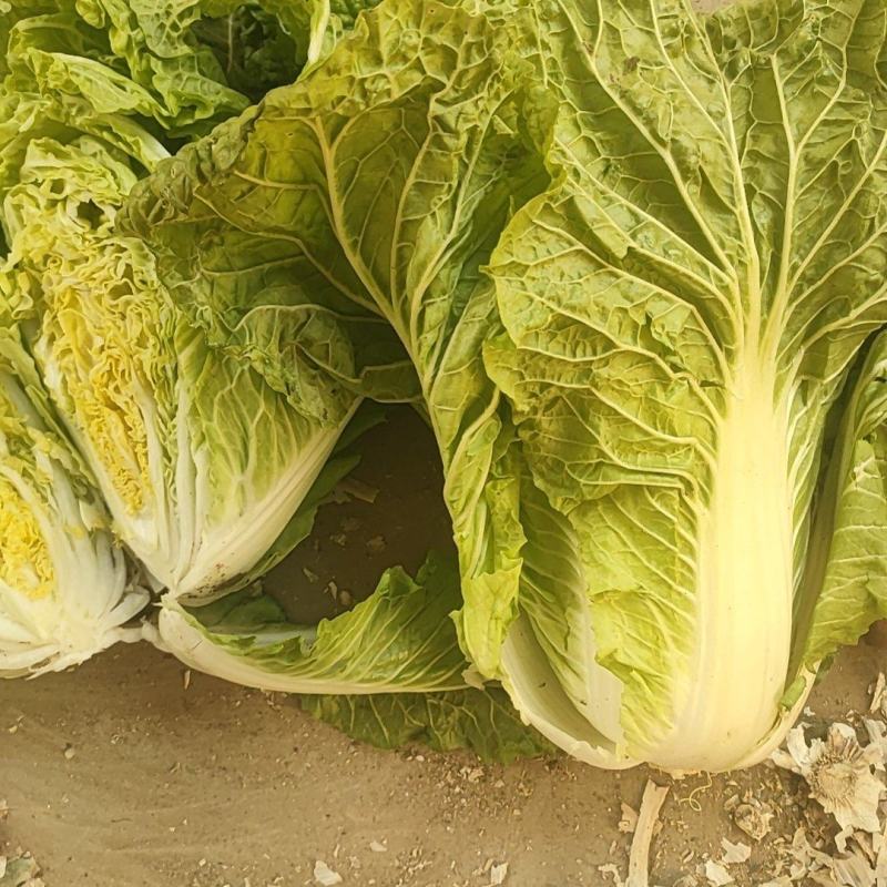 高标白菜