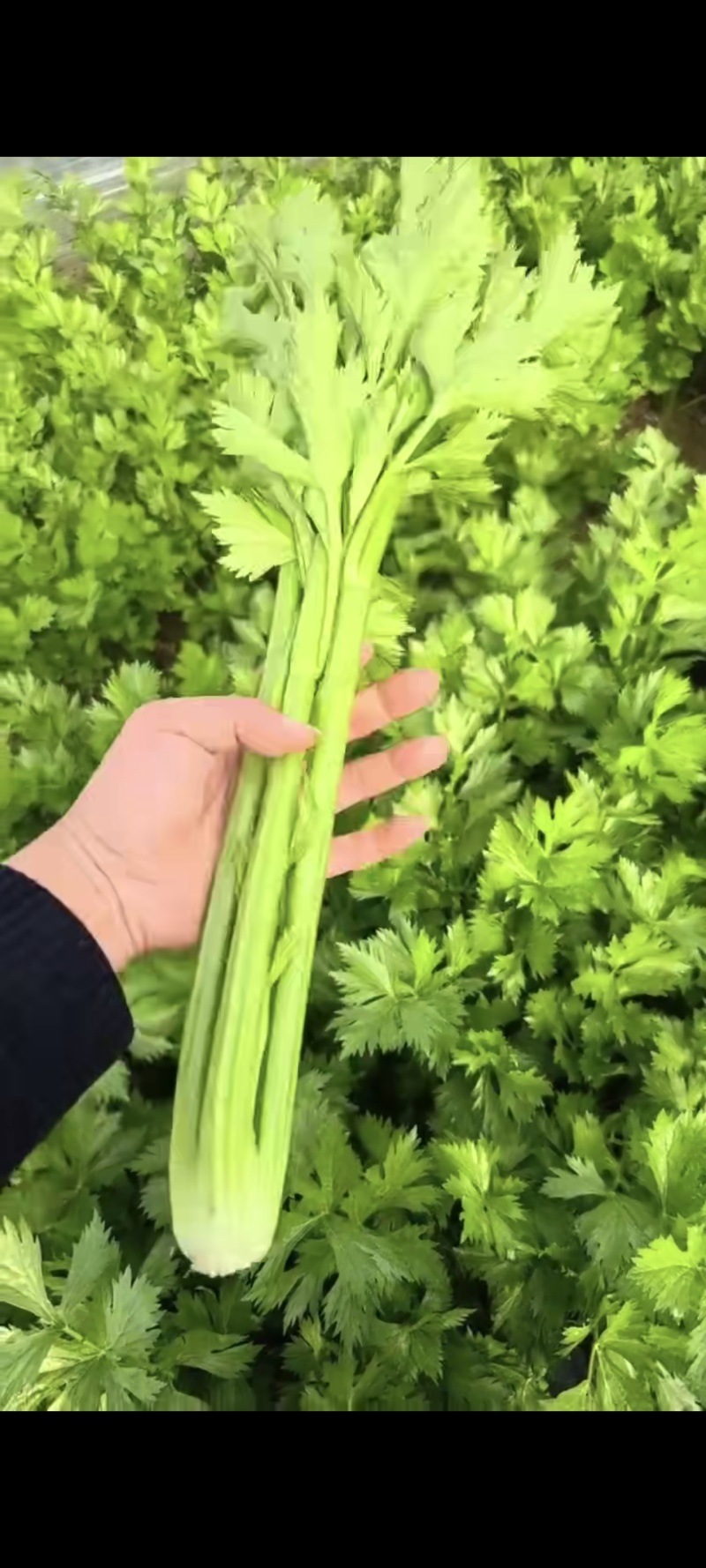 山东精品芹菜，西芹，规格齐全，货量充足，欢迎咨询
