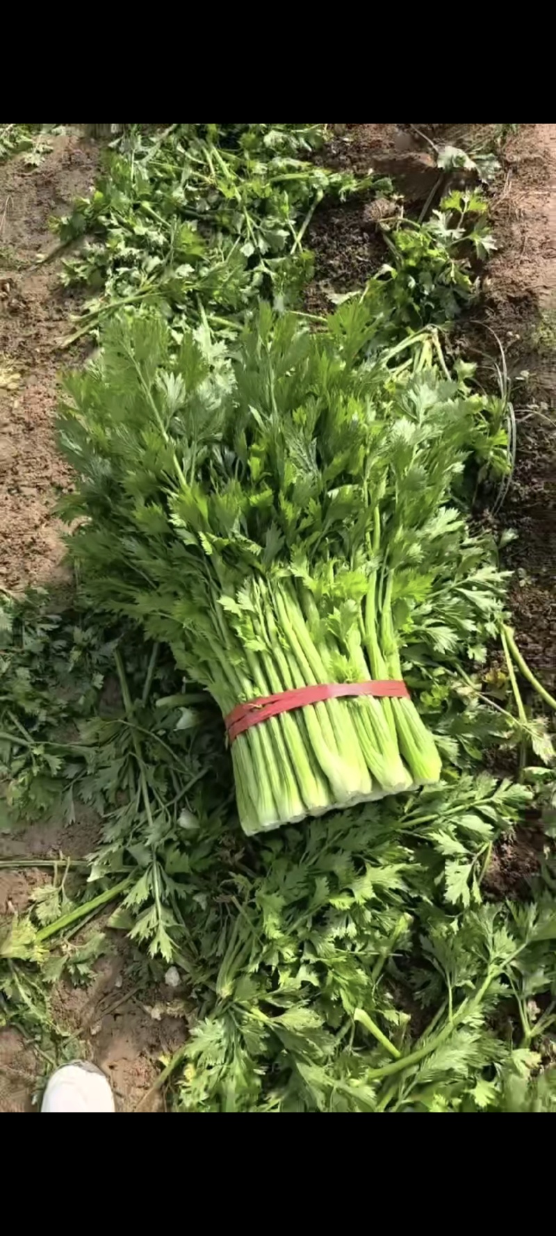 山东精品芹菜，西芹，规格齐全，货量充足，欢迎咨询