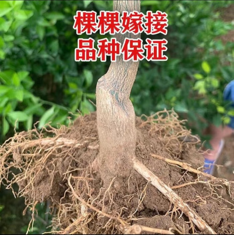 推荐新品种，爱媛46号柑橘苗，阿密达种苗，四川种植基地