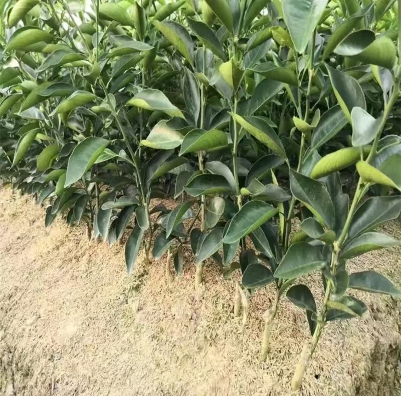 推荐新品种，爱媛46号柑橘苗，阿密达种苗，四川种植基地