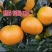 推荐新品种，爱媛46号柑橘苗，阿密达种苗，四川种植基地