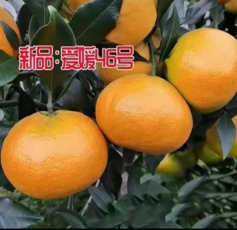 推荐新品种，爱媛46号柑橘苗，阿密达种苗，四川种植基地