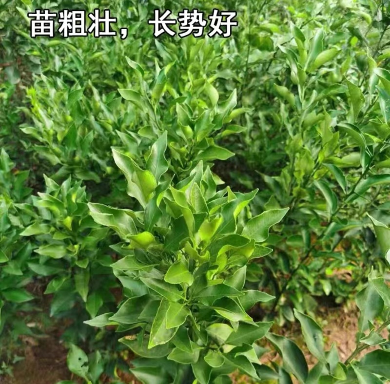 推荐新品种，爱媛46号柑橘苗，阿密达种苗，四川种植基地