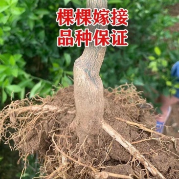 推荐新品种，爱媛46号柑橘苗，阿密达种苗，四川种植基地