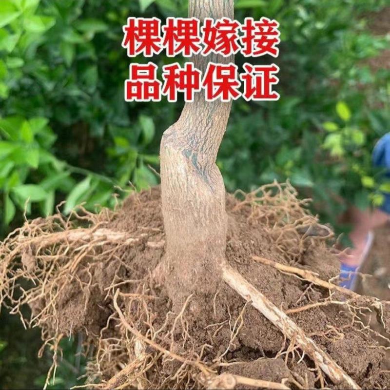 推荐新品种，爱媛46号柑橘苗，阿密达种苗，四川种植基地