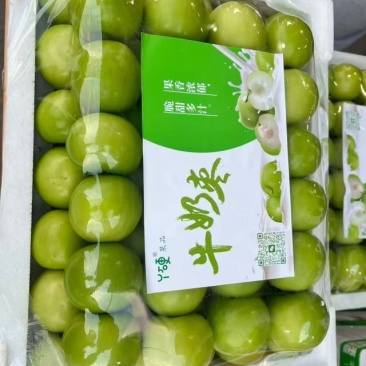 牛奶枣