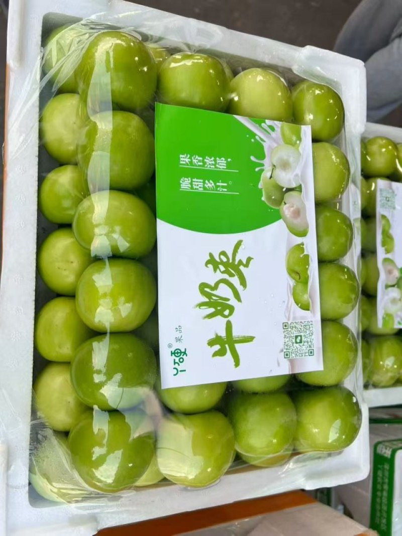 牛奶枣