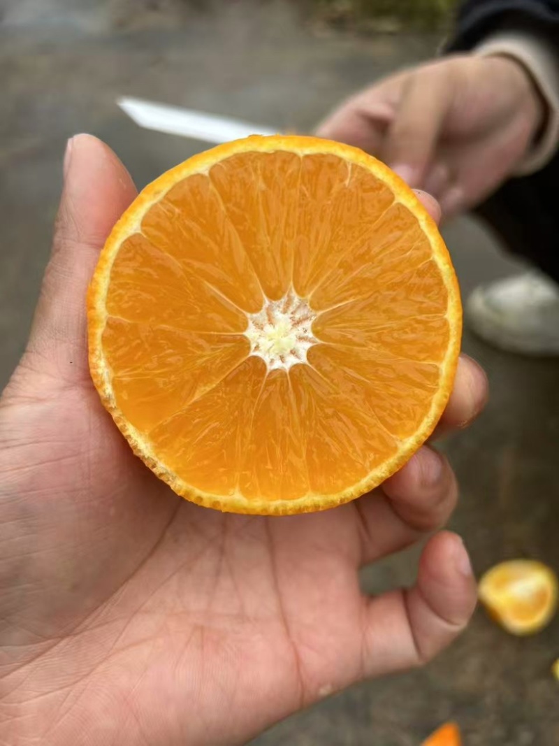 精品橙子纽荷尔脐橙皮薄多汁，新鲜采摘规格齐全