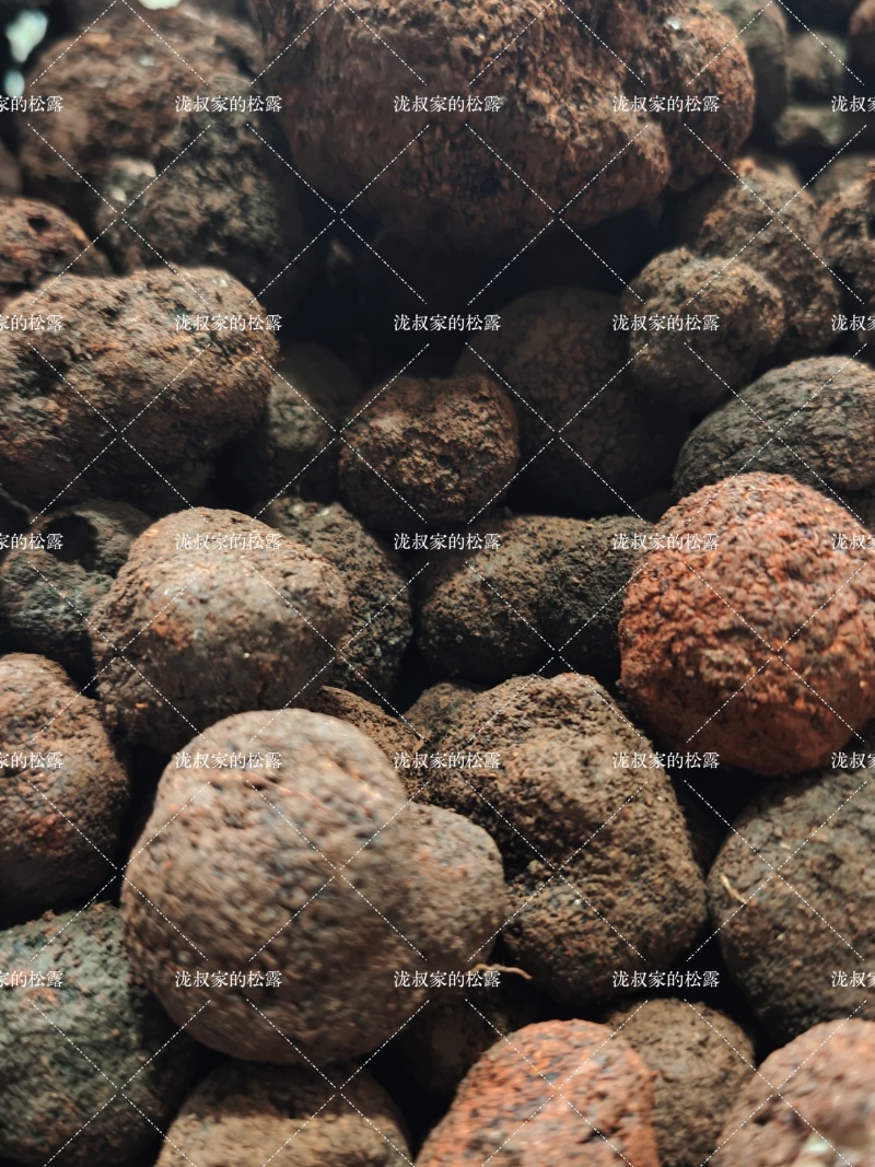 当季新鲜黑松露