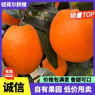 精品橙子纽荷尔脐橙皮薄多汁，新鲜采摘规格齐全