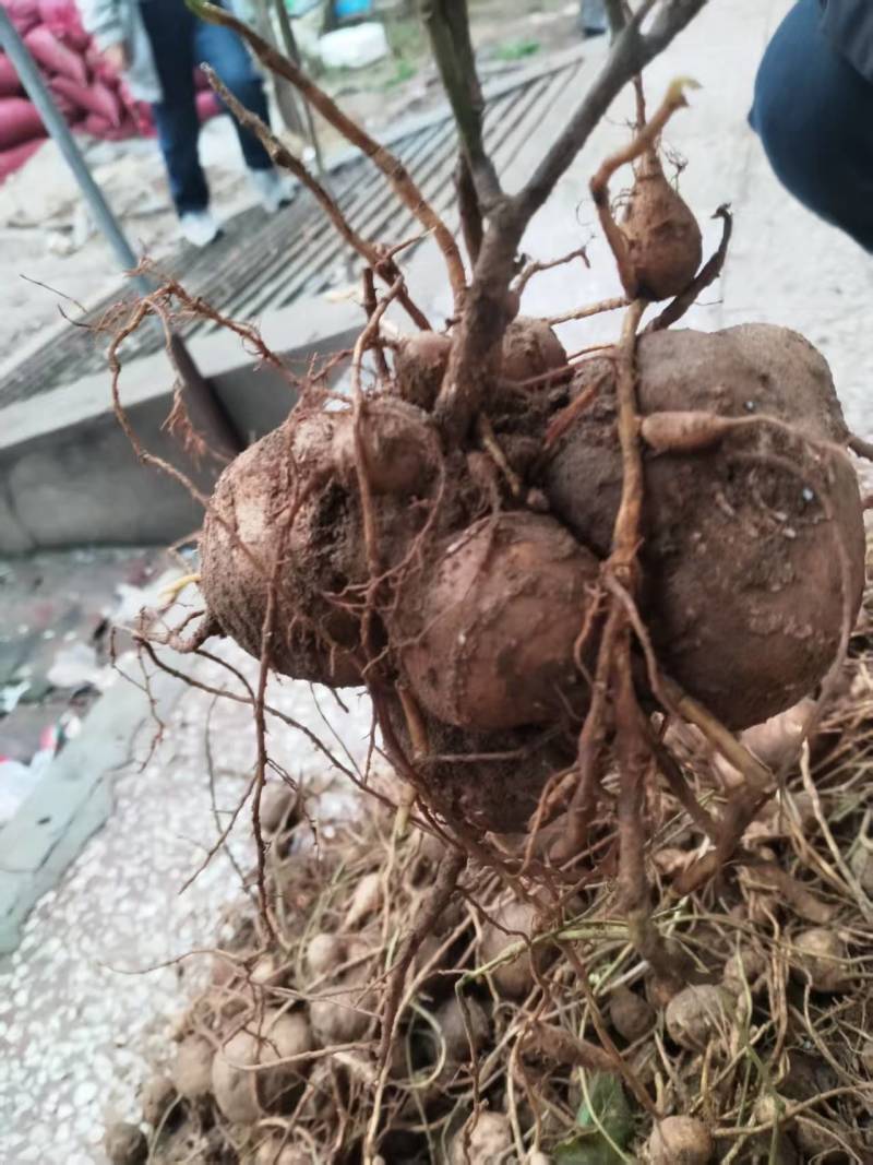 中药材根茎类/罗汉参/山东菏泽直供对接批发市场