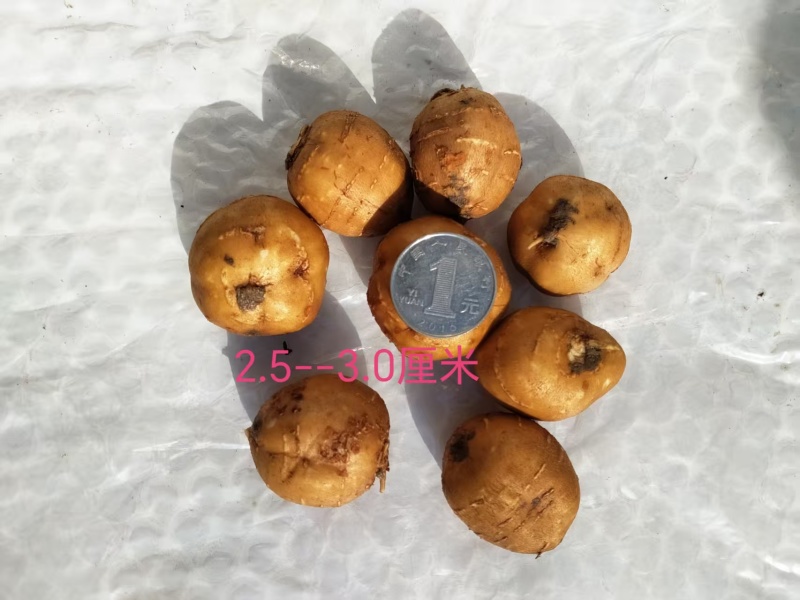 中药材根茎类/罗汉参/山东菏泽直供对接批发市场