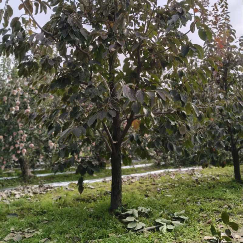 柿子树15公分火葫芦阳丰柿子树水果柿子摘下就吃