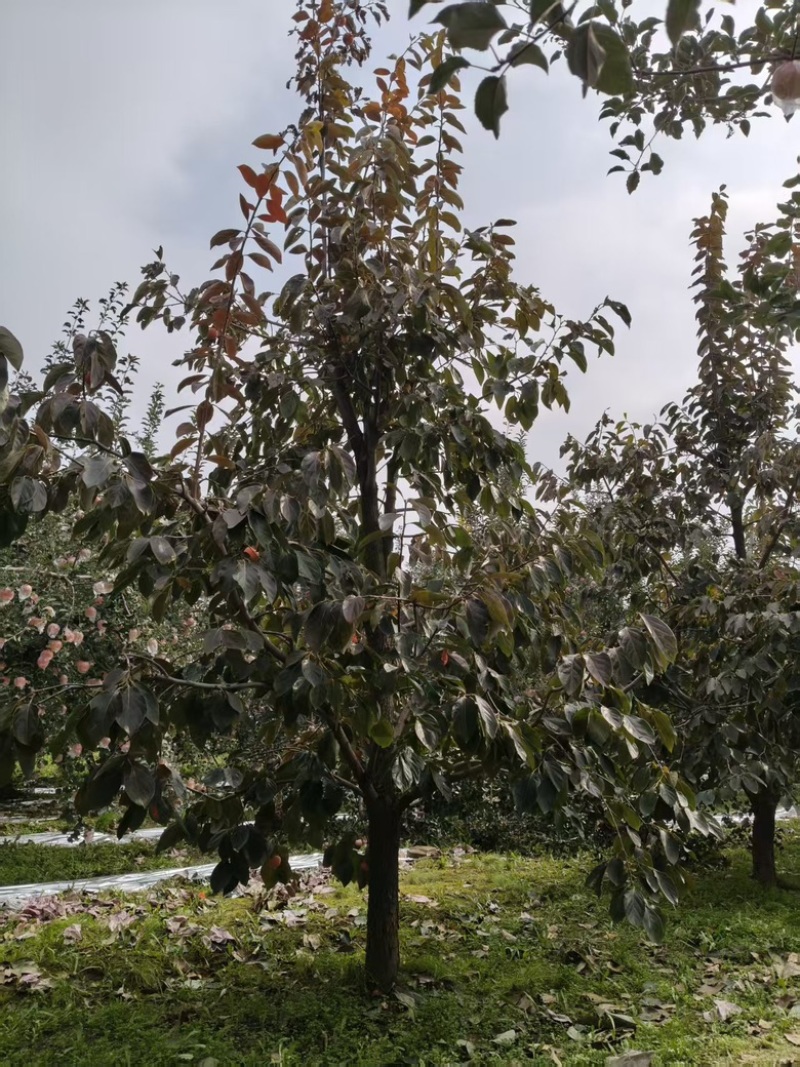 柿子树15公分火葫芦阳丰柿子树水果柿子摘下就吃