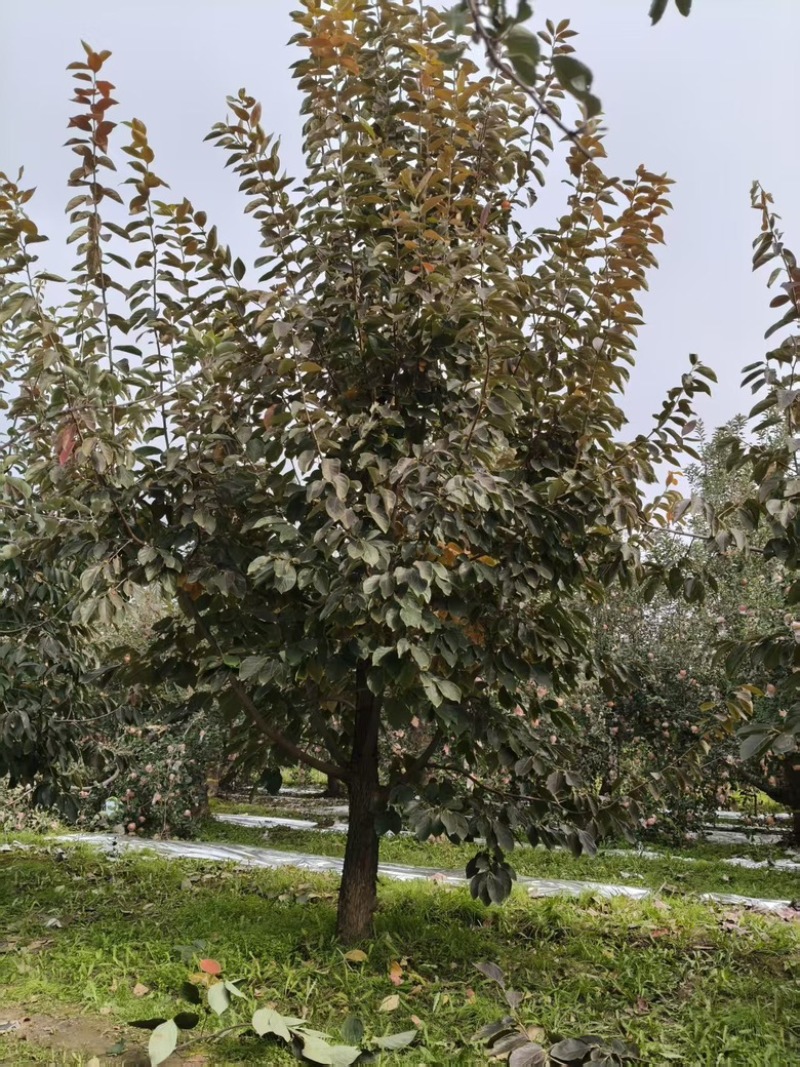 柿子树15公分火葫芦阳丰柿子树水果柿子摘下就吃