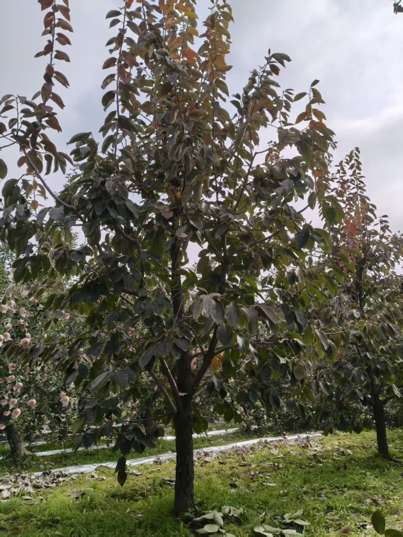 柿子树15公分火葫芦阳丰柿子树水果柿子摘下就吃