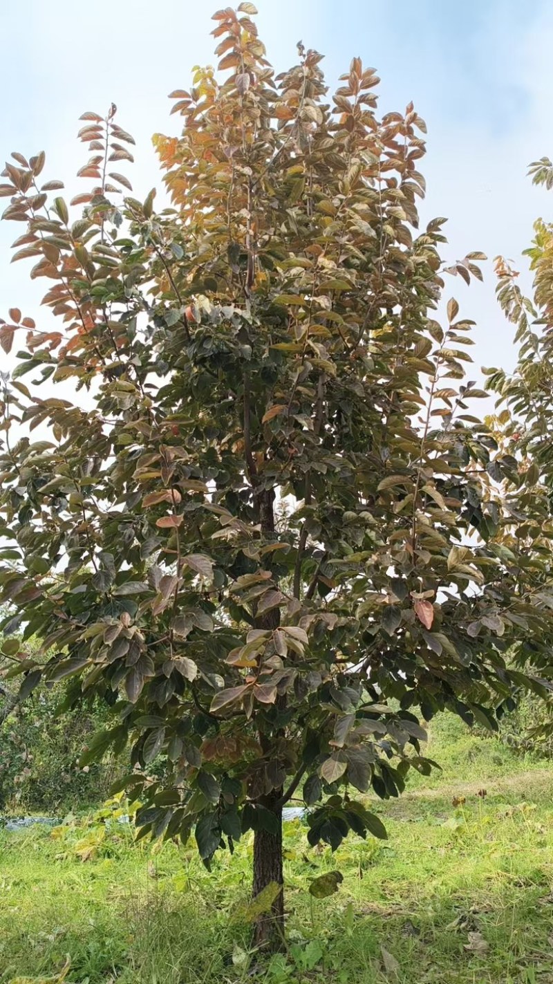 柿子树15公分火葫芦阳丰柿子树水果柿子摘下就吃