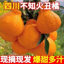 精品不知火丑橘，产地直发，保质保量，可视频看货，诚信经营