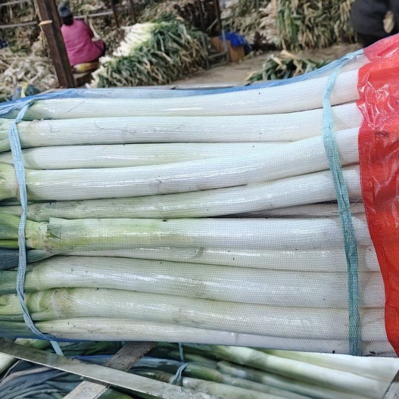 大葱，黑龙江铁杆大葱，货源充足，量大，一手货源
