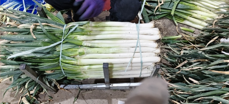 大葱，黑龙江铁杆大葱，货源充足，量大，一手货源