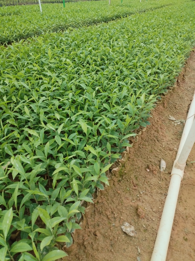沉香苗小杯苗，基地直发成活率保障提供技术指导