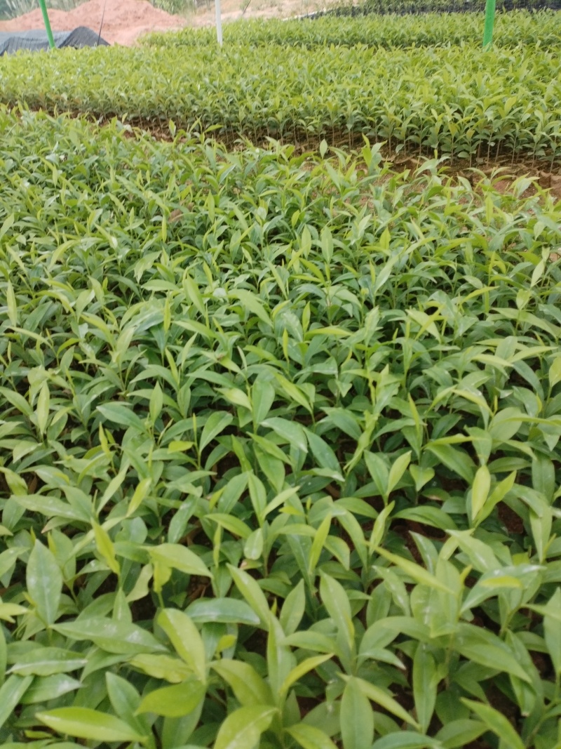 沉香苗小杯苗，基地直发成活率保障提供技术指导