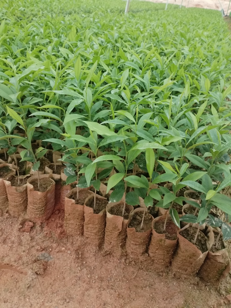 沉香苗小杯苗，基地直发成活率保障提供技术指导