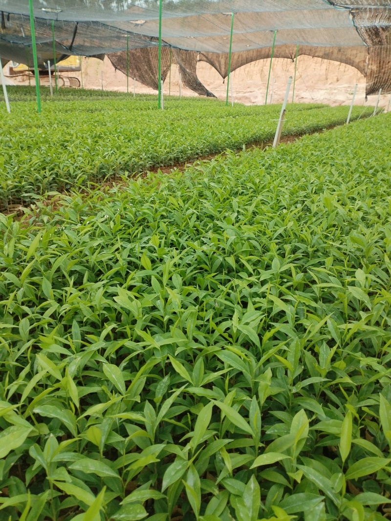 沉香苗小杯苗，基地直发成活率保障提供技术指导