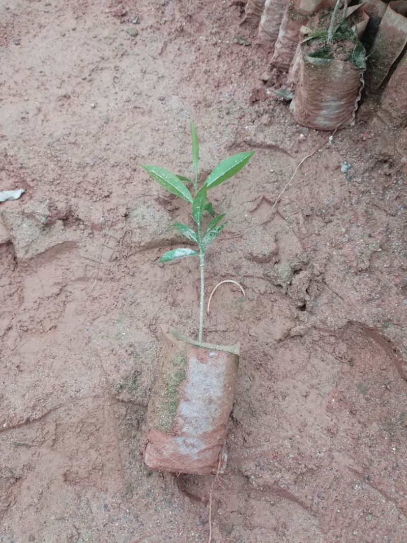 沉香苗小杯苗，基地直发成活率保障提供技术指导