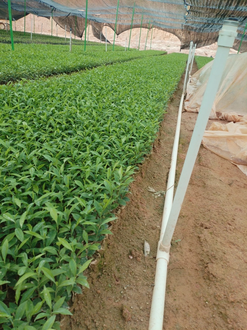 沉香苗小杯苗，基地直发成活率保障提供技术指导