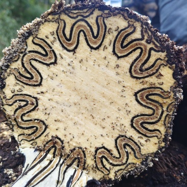 龙骨风十万大山优质保量有问题可退货退款诚信经营