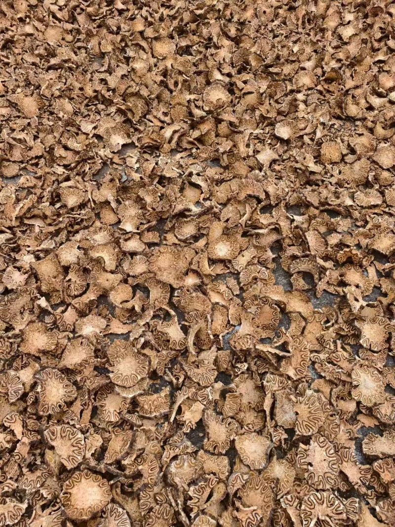 龙骨风十万大山优质保量有问题可退货退款诚信经营