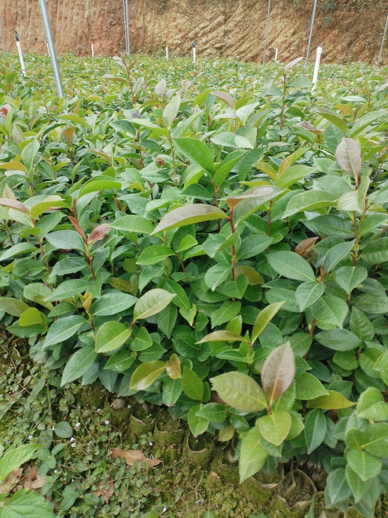 油茶苗，基地直发成活率保障提供技术指导量大