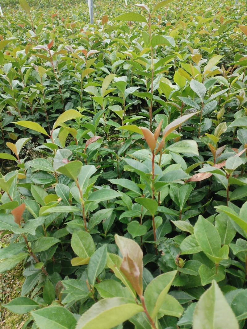 油茶苗，基地直发成活率保障提供技术指导量大