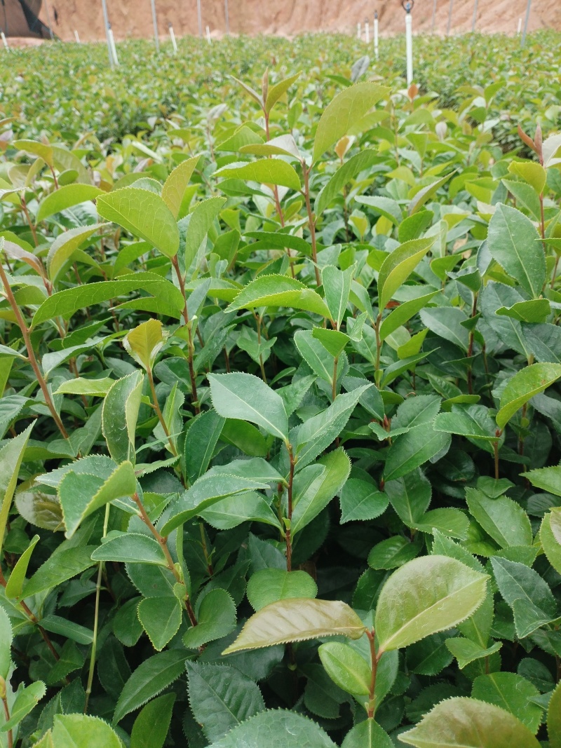 油茶苗，基地直发成活率保障提供技术指导量大