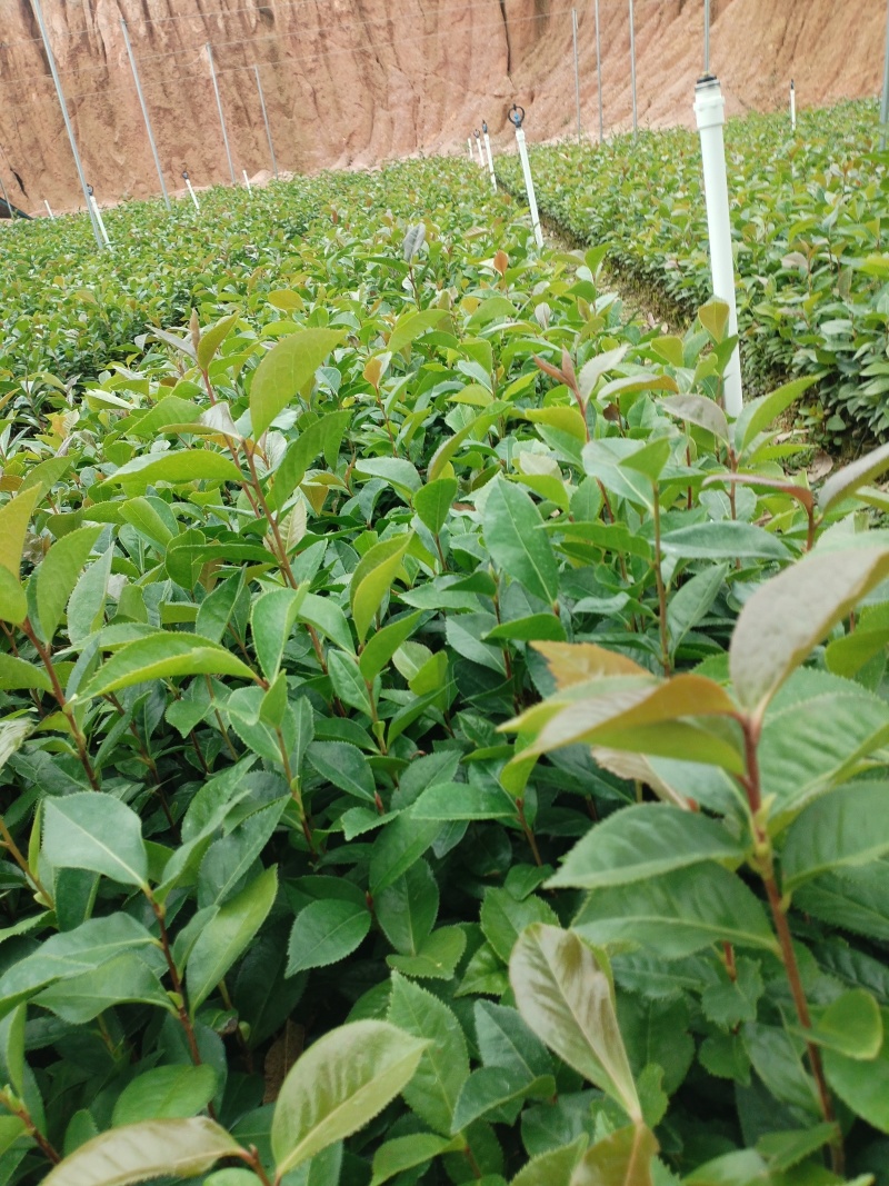 油茶苗，基地直发成活率保障提供技术指导量大
