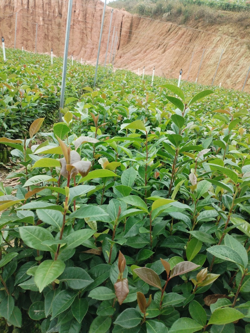 油茶苗，基地直发成活率保障提供技术指导量大
