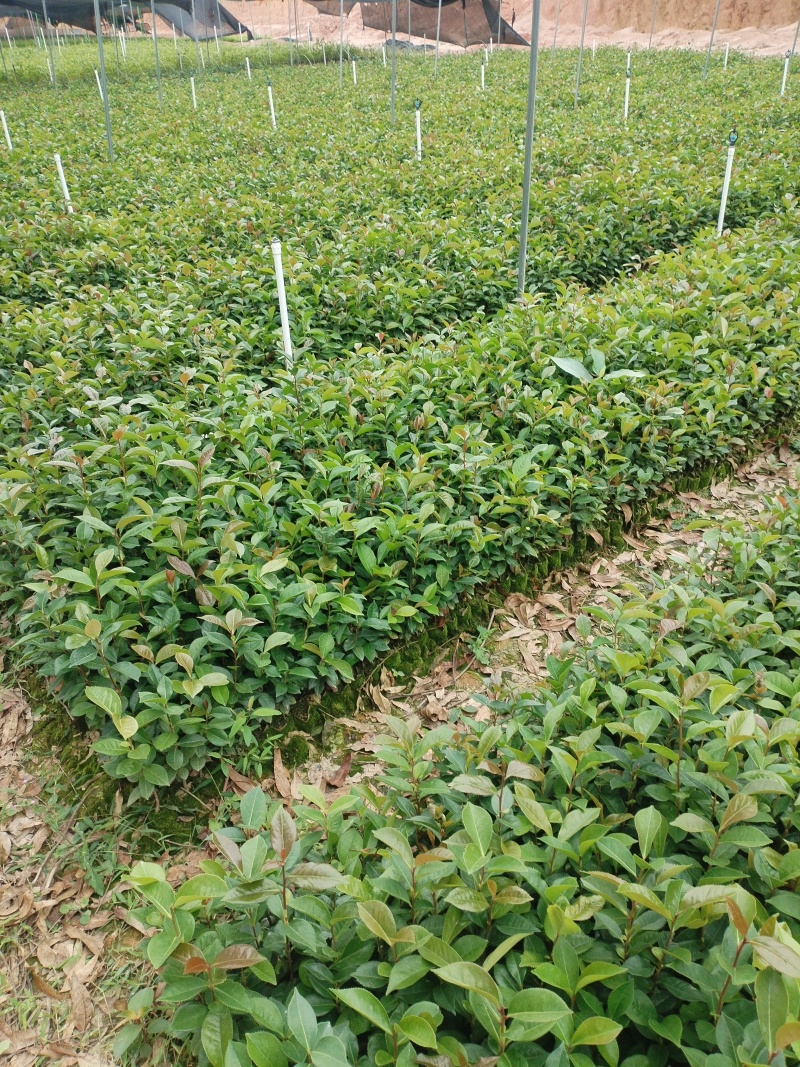 油茶苗，基地直发成活率保障提供技术指导量大