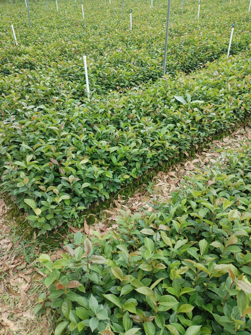 油茶苗，基地直发成活率保障提供技术指导量大