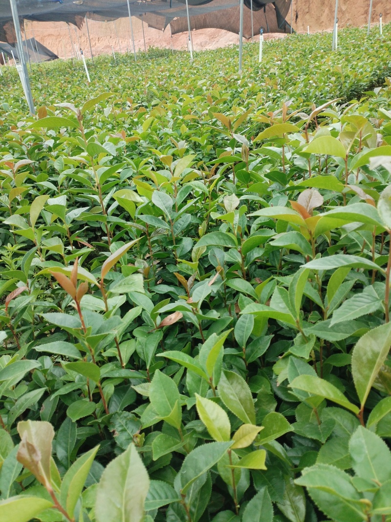 油茶苗，基地直发成活率保障提供技术指导量大