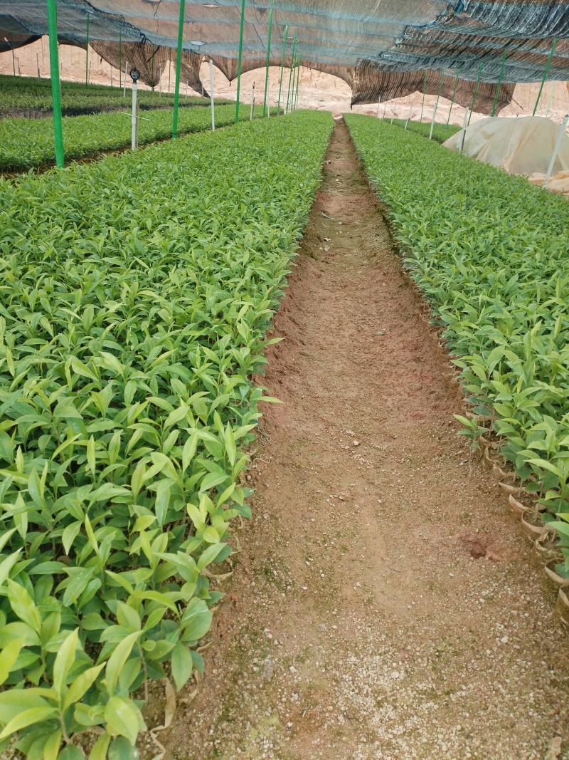 油茶苗，基地直发成活率保障提供技术指导量大