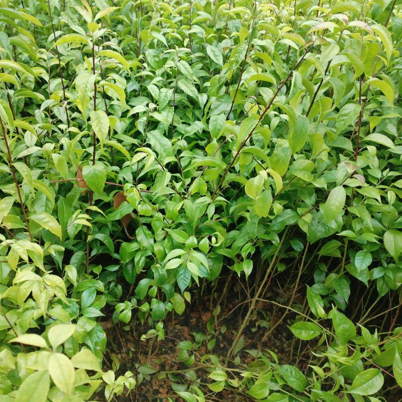 岗梅苗，基地一手货源成活率保障提供技术指导量大