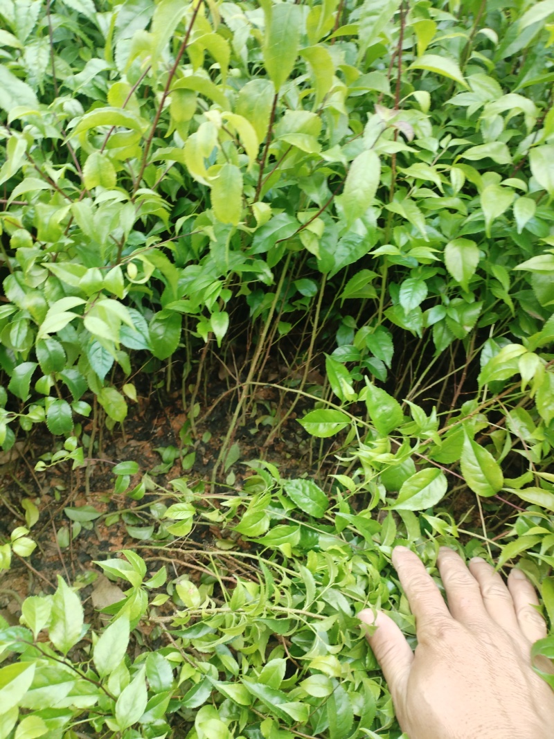 岗梅苗，基地一手货源成活率保障提供技术指导量大