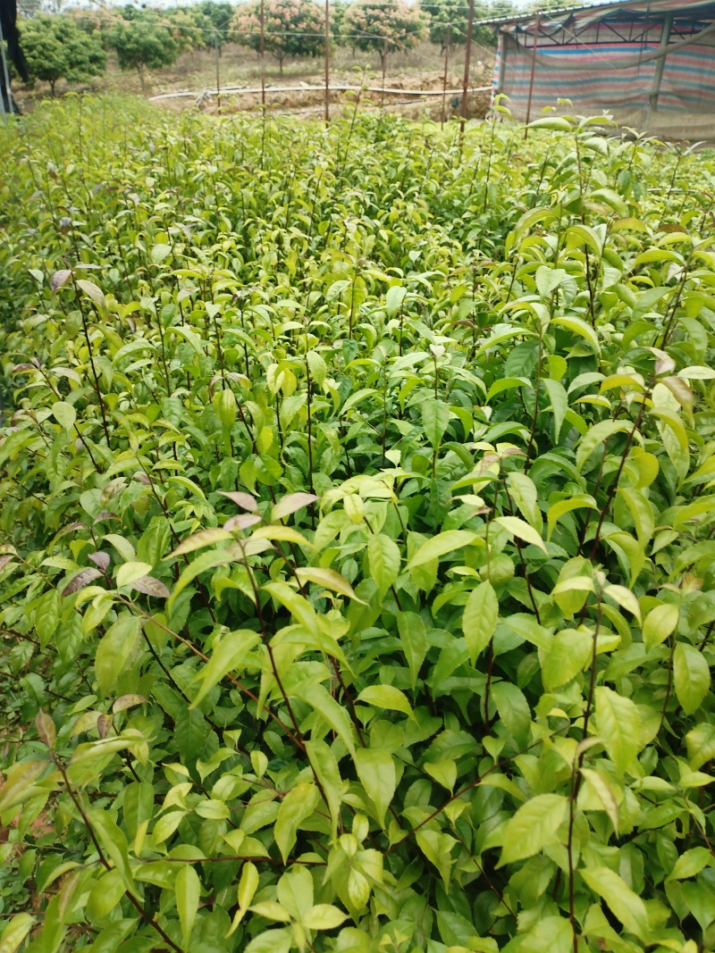 岗梅苗，基地一手货源成活率保障提供技术指导量大