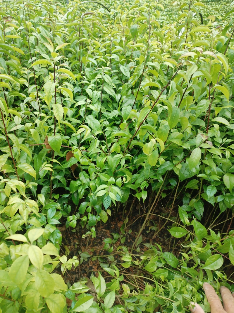 岗梅苗，基地一手货源成活率保障提供技术指导量大