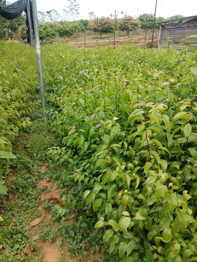 岗梅苗，基地一手货源成活率保障提供技术指导量大
