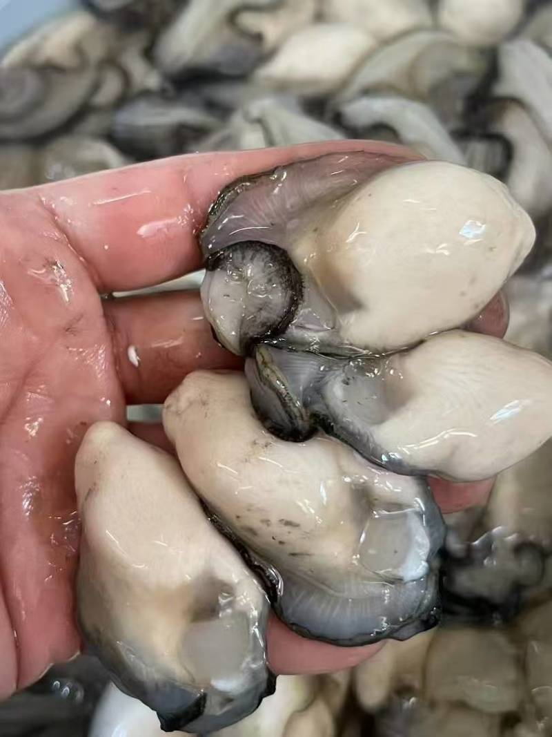 鲜活生蚝肉海蛎肉原浆牡蛎肉