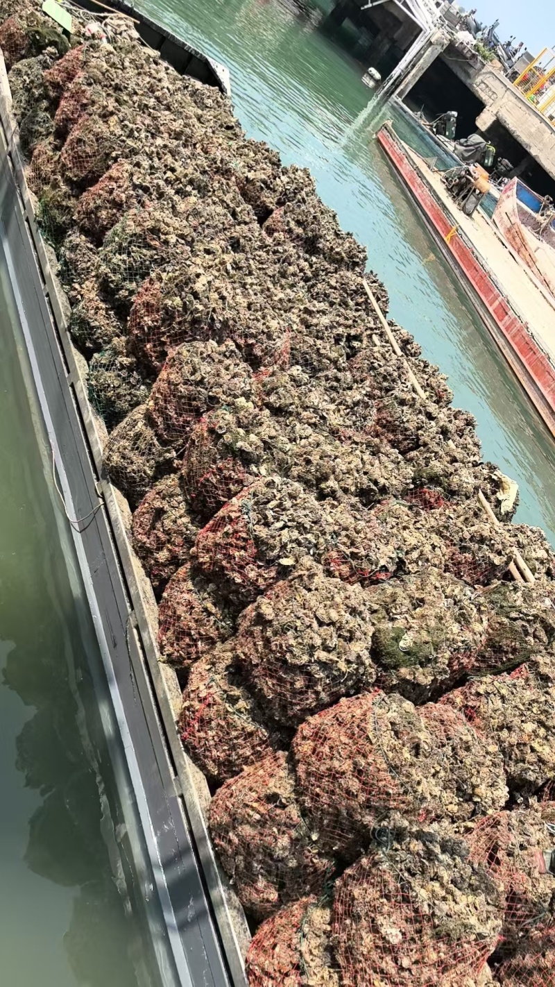 鲜活生蚝肉海蛎肉原浆牡蛎肉