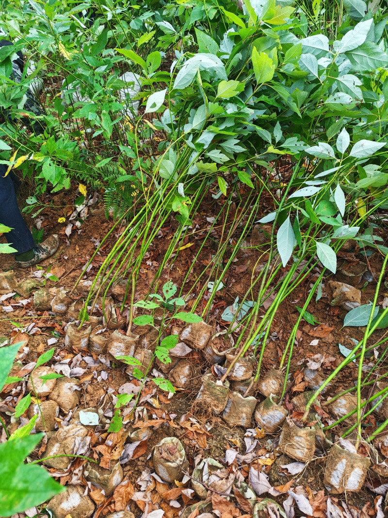 檫木杯苗，檫木小苗，造林苗，自产自销